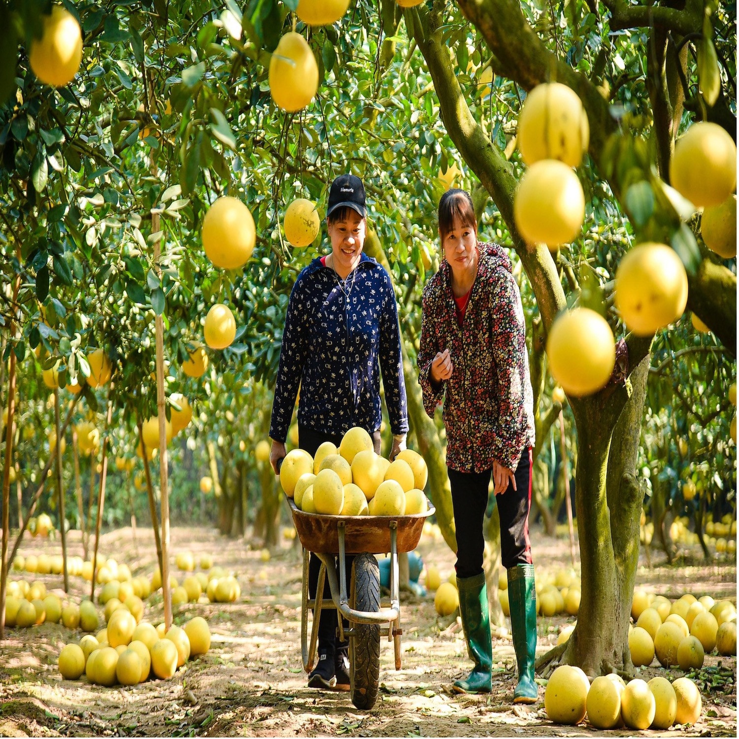 Bà Rịa Vũng Tàu: Tạo đà để kinh tế tập thể phát triển bền vững -0