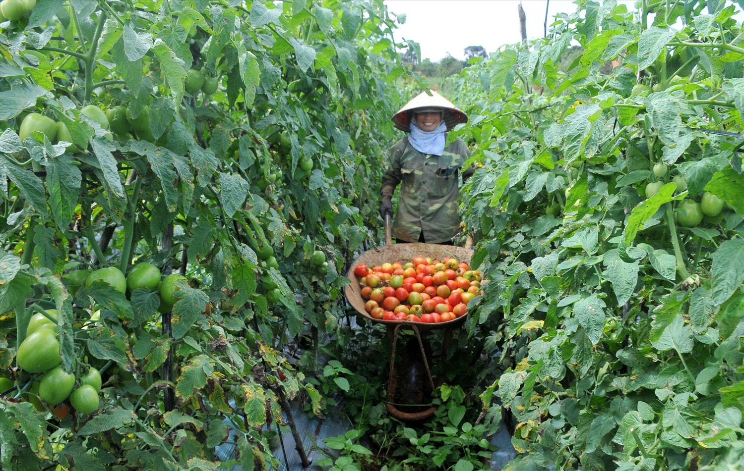 Bắc Ninh: Tích cực triển khai xây dựng nông thôn mới nâng cao, kiểu mẫu -0