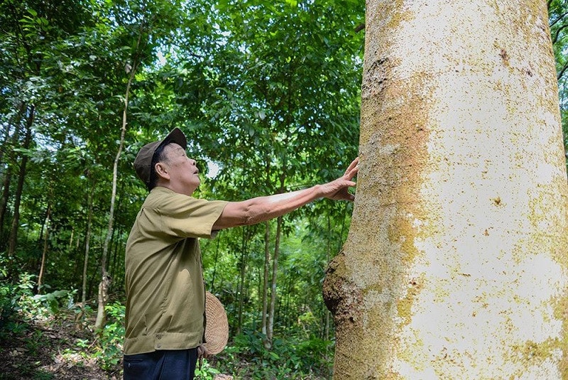 Người “tiếp lửa” giữ rừng lim trăm tuổi -0
