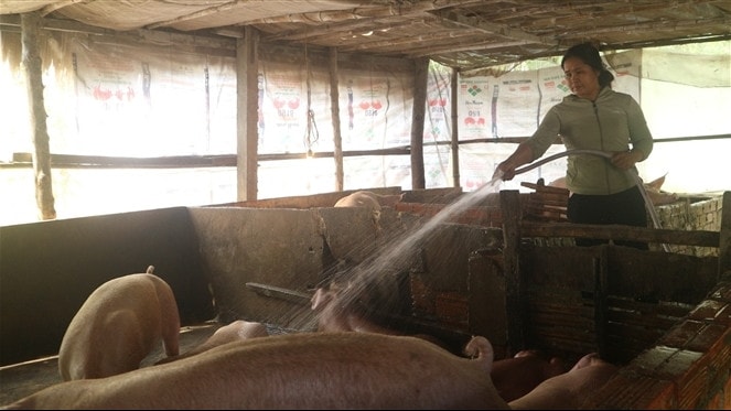 Từ nguồn vốn của Chính phủ, nhiều hộ dân đồng bào dân tộc Khmer đã có vốn chăn nuôi, sản xuất, ổn định cuộc sống