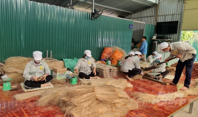 Cần “cú hích” nhân rộng mô hình kinh tế hợp tác xã gắn chuỗi giá trị -0