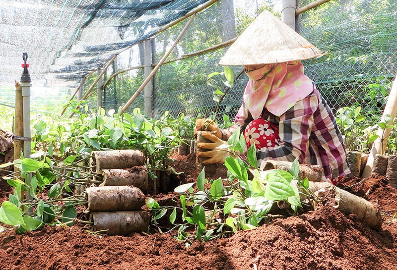 Kinh tế tập thể tạo động lực cho nông nghiệp, giảm nghèo bền vững -0