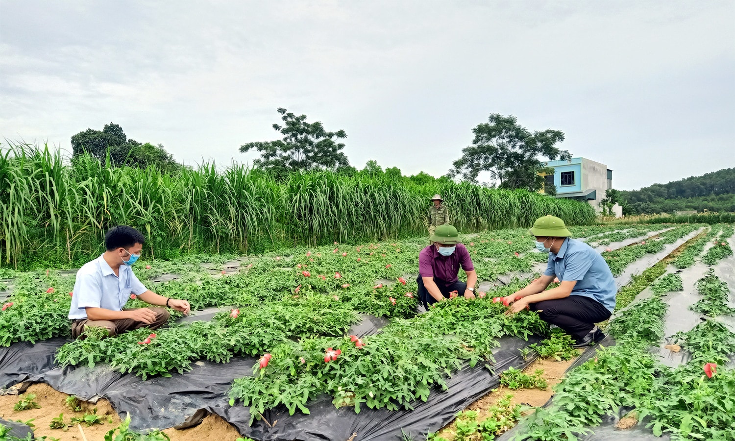 Kinh tế tập thể tạo động lực cho nông nghiệp, giảm nghèo bền vững -0