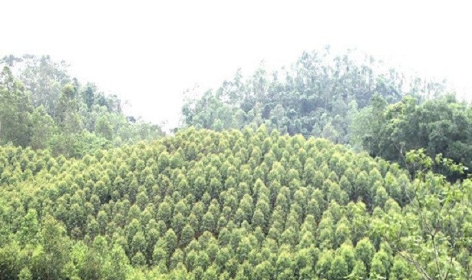 No ấm từ những cánh rừng -0