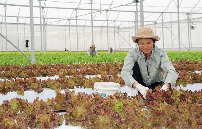 Hà Nam chú trọng xây dựng các HTX kiểu mới -0