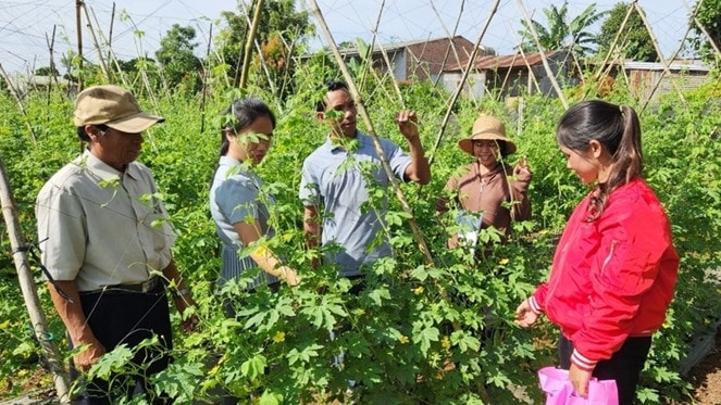Gia Lai nhân rộng các mô hình phát triển kinh tế, vốn để nông dân sản xuất