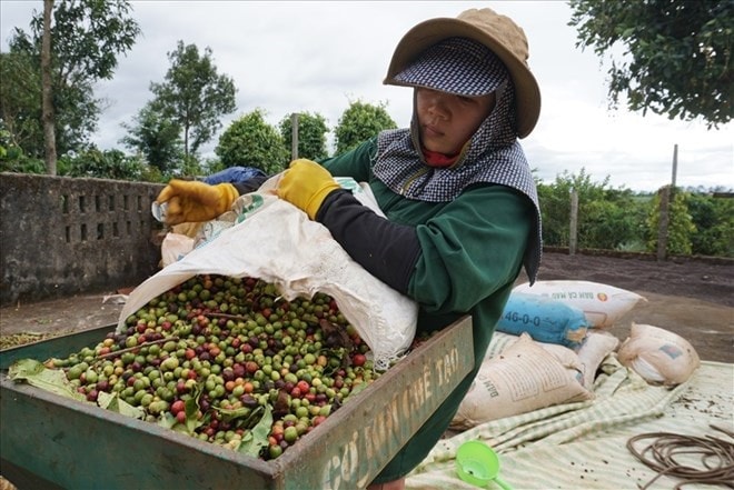  Chỉ tiêu ngành nông lâm nghiệp; Gia Lai đẩy mạnh liên kết sản xuất cà phê theo tiêu chuẩn sạch, an toàn 