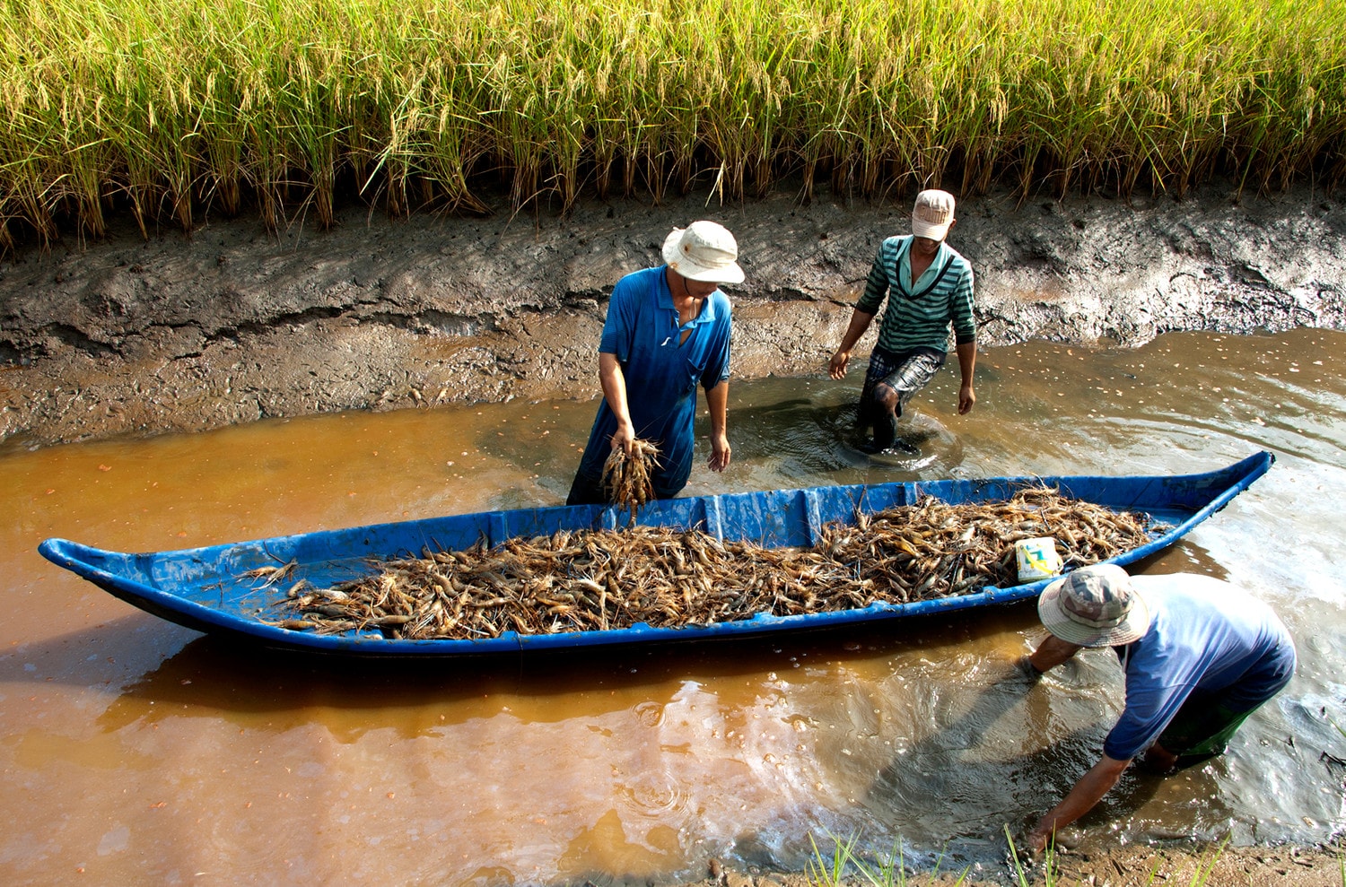 Xây dựng NTM gắn với tái cơ cấu nông nghiệp, phát triển kinh tế nông thôn. Nguồn: ITN 