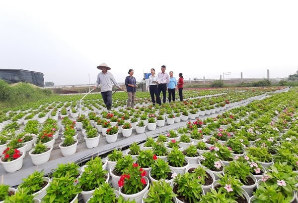 TP Hồ Chí Minh: Đầu tàu triển khai tín dụng chính sách xã hội -0
