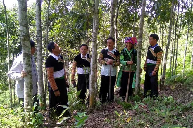 Thực hiện tốt cơ chế để đồng bào dân tộc thiểu số làm giàu từ rừng -0