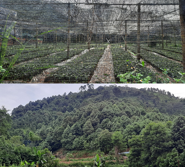 Phát triển kinh tế lâm nghiệp gắn với giảm nghèo bền vững -0