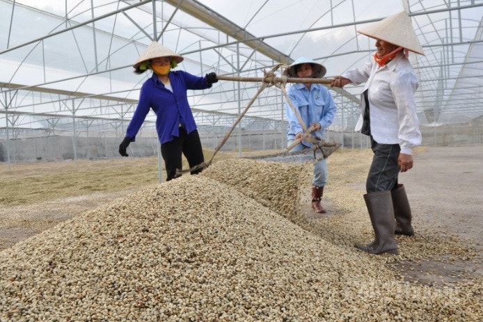 Nông dân phấn khởi vụ cà phê 2023 được mùa