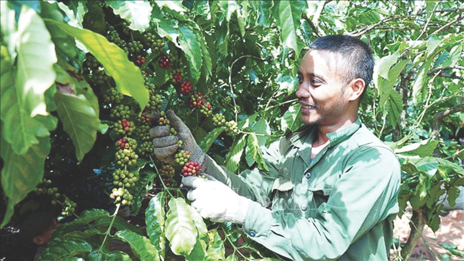 Nông dân Gia Lai thu hái cà phê đầu vụ Ảnh: Hoài Nam