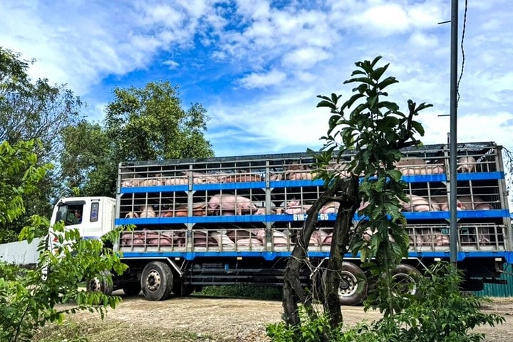 Lâm Đồng: Trang trại nuôi heo liên tục gây ô nhiễm môi trường, ảnh hưởng xấu đến đời sống người dân -0
