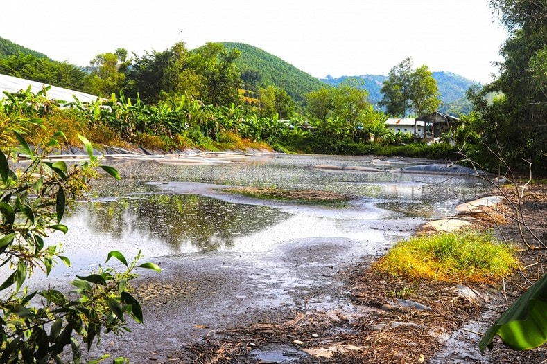 Lâm Đồng: Trang trại nuôi heo liên tục gây ô nhiễm môi trường, ảnh hưởng xấu đến đời sống người dân -0