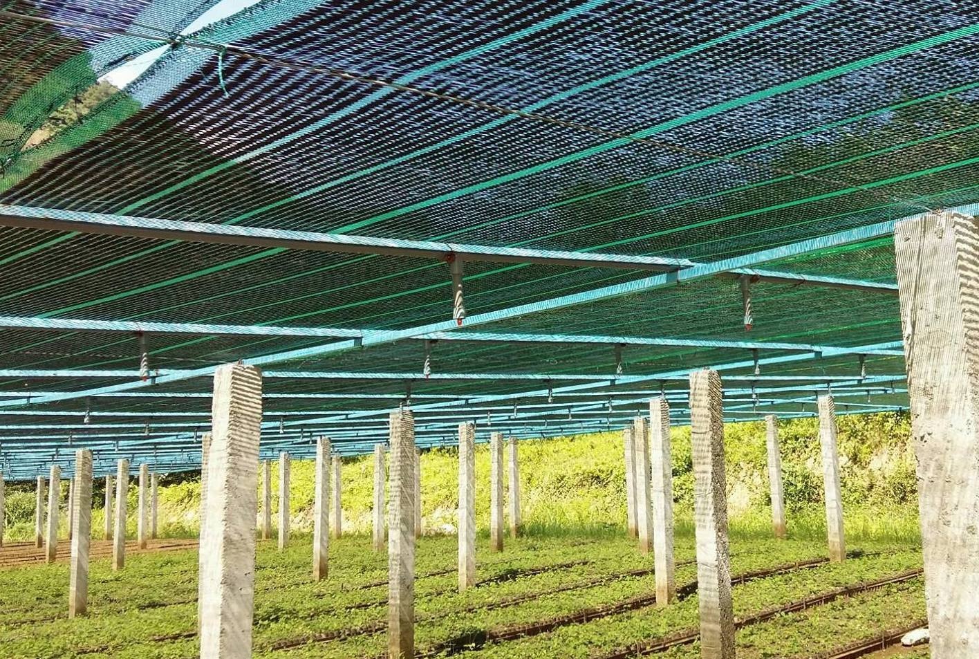 Vườn trồng cây ba kích ở xã Lăng, Tây Giang, Quảng Nam. Ảnh: Lưu Hương