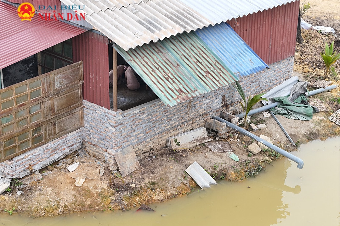 Vụ xây dựng trái phép trên đất nông nghiệp tại xã Minh Trí: Cử tri kêu cứu trang trại nuôi lợn tiếp tục mở rộng gây ô nhiễm môi trường -0