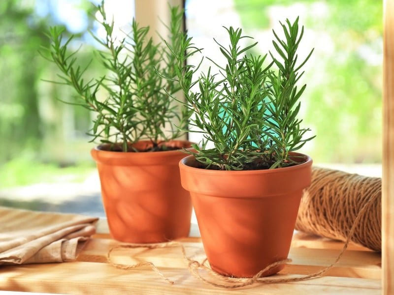 Những lợi ích bất ngờ của hương thảo đối với sức khỏe -0