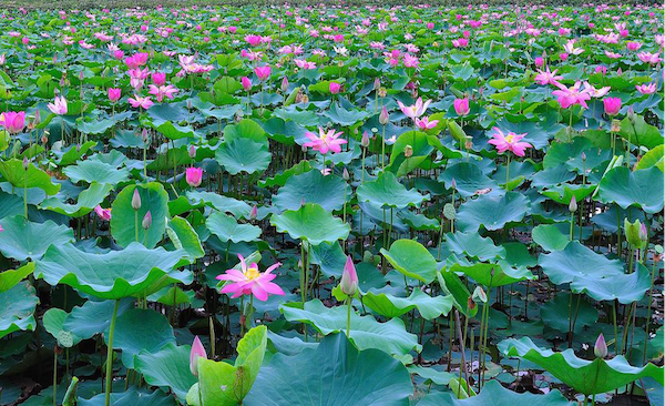  Khai mở “tàng thư ” tài nguyên sinh thái