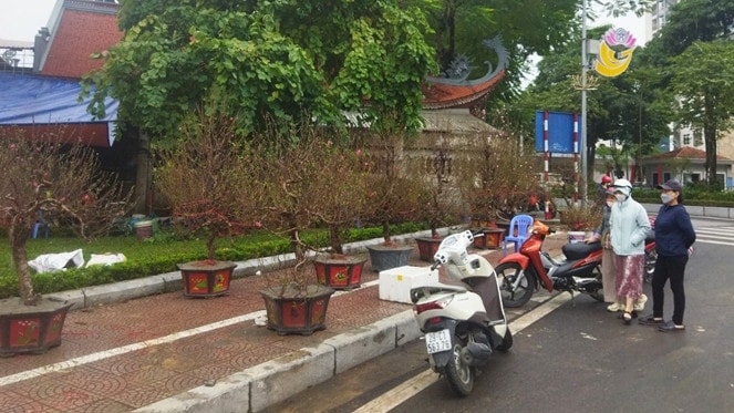Người dân đi mua đào trưng Tết (ảnh Thanh Bình)