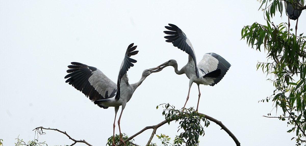  Nhịp sống Đồng Tháp Mười “xưa và nay”