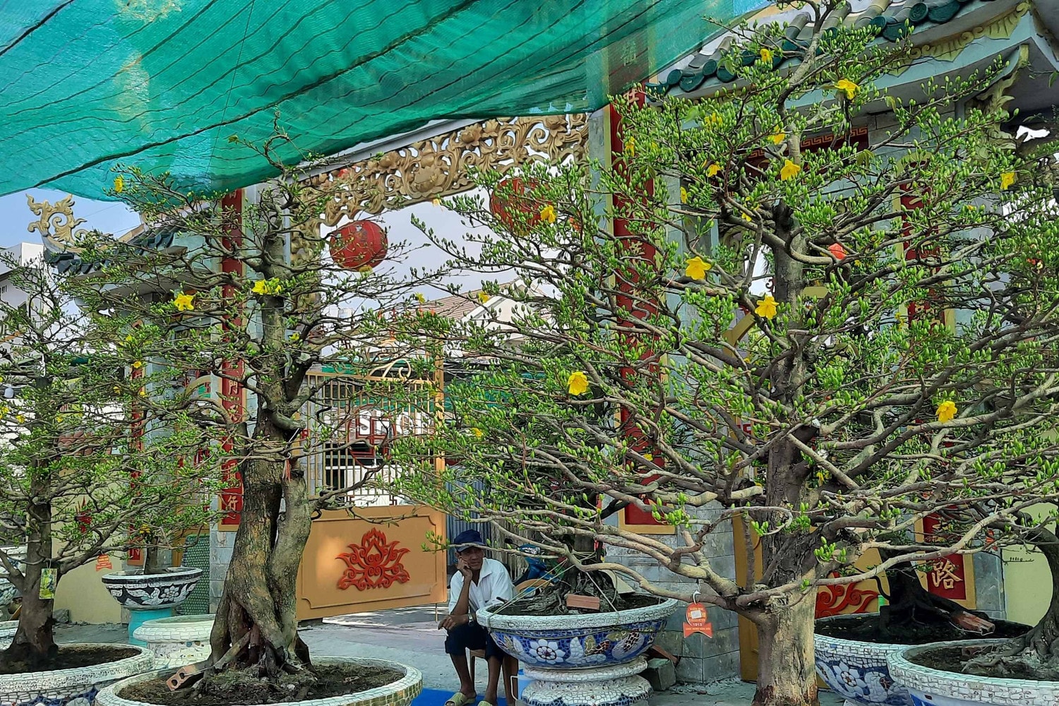 Hàng trăm loại hoa từ các tỉnh tập kết về TP. Hồ Chí Minh cùng khoe sắc dịp Tết Giáp Thìn 2024 -0