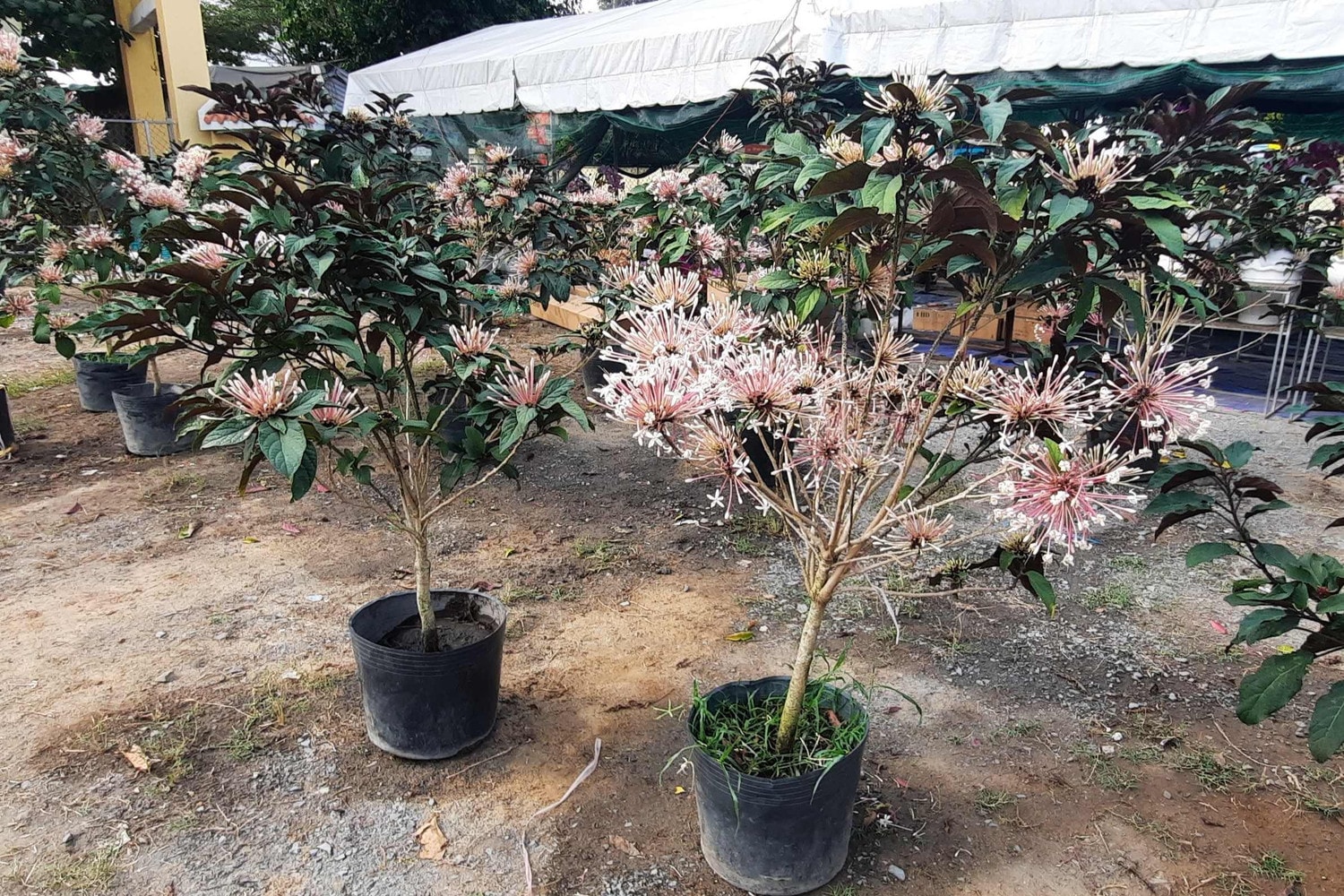 Hàng trăm loại hoa từ các tỉnh tập kết về TP. Hồ Chí Minh cùng khoe sắc dịp Tết Giáp Thìn 2024 -0