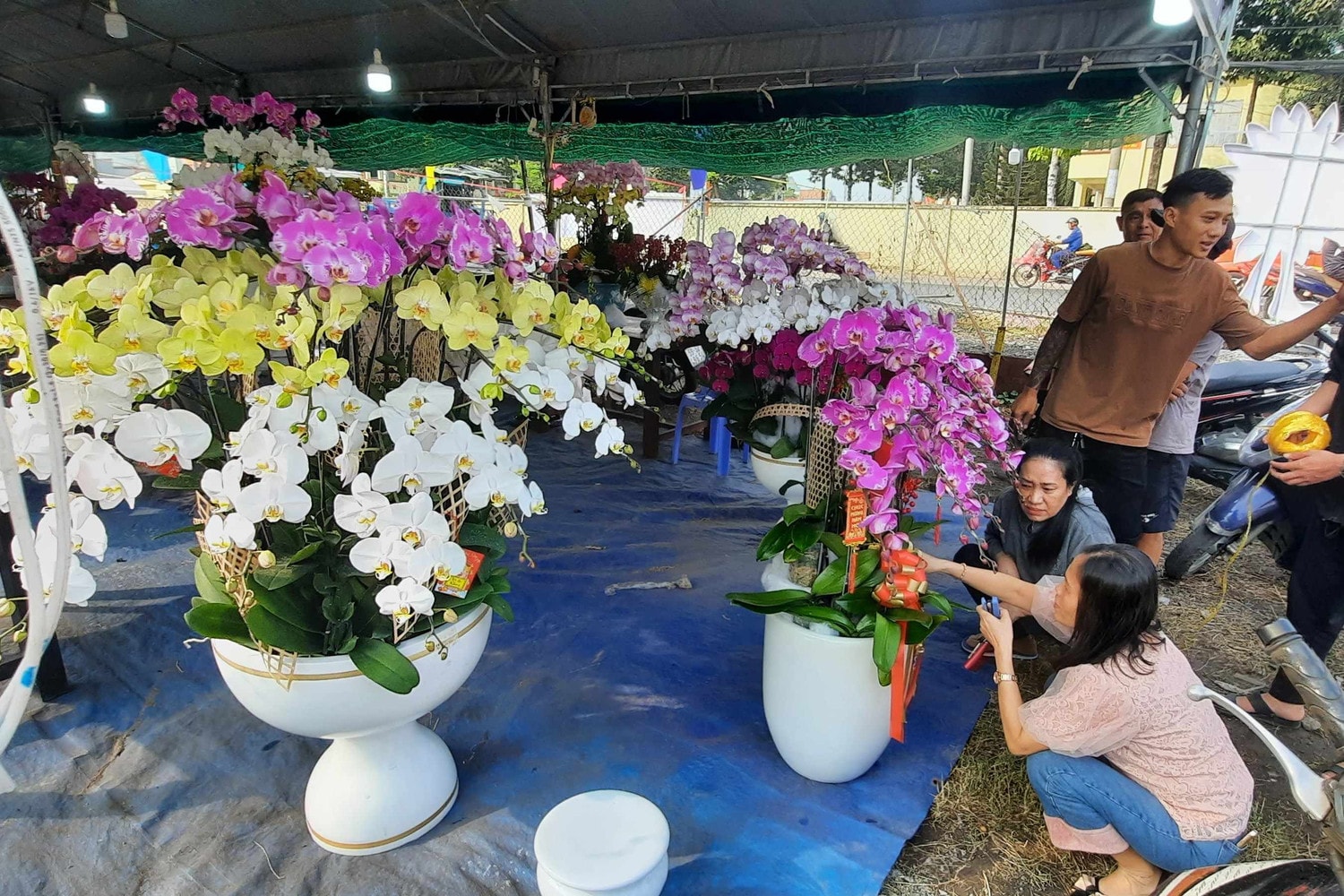 Hàng trăm loại hoa từ các tỉnh tập kết về TP. Hồ Chí Minh cùng khoe sắc dịp Tết Giáp Thìn 2024 -0