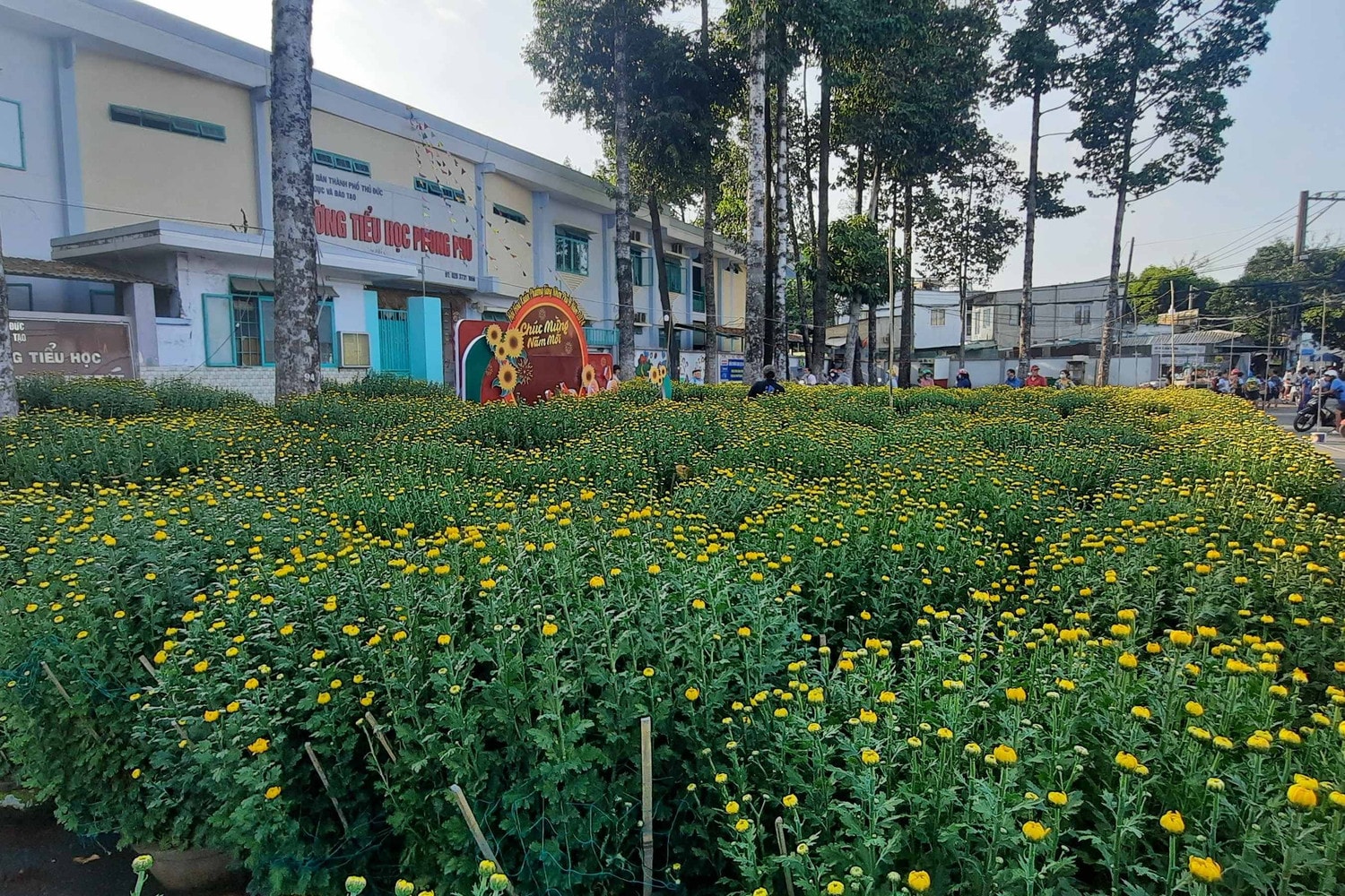 Hàng trăm loại hoa từ các tỉnh tập kết về TP. Hồ Chí Minh cùng khoe sắc dịp Tết Giáp Thìn 2024 -0