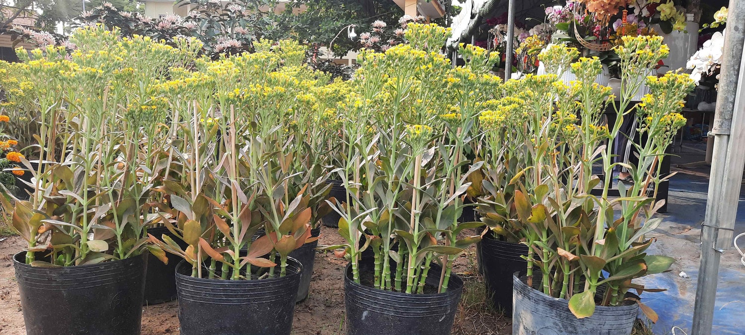 Hàng trăm loại hoa từ các tỉnh tập kết về TP. Hồ Chí Minh cùng khoe sắc dịp Tết Giáp Thìn 2024 -0