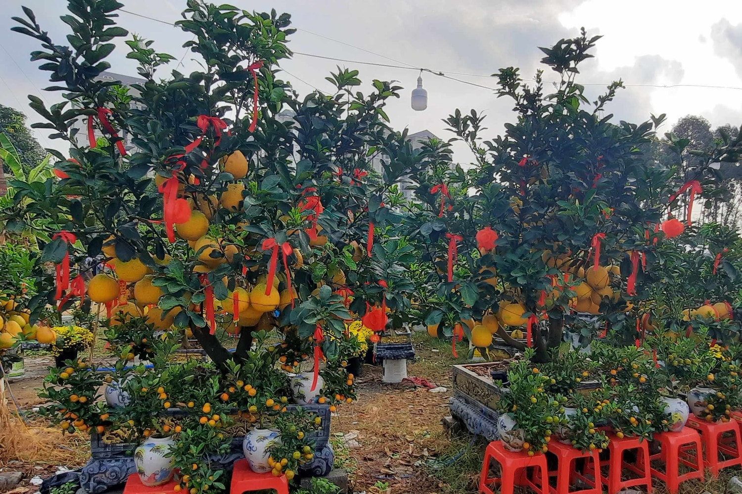 Hàng trăm loại hoa từ các tỉnh tập kết về TP. Hồ Chí Minh cùng khoe sắc dịp Tết Giáp Thìn 2024 -0