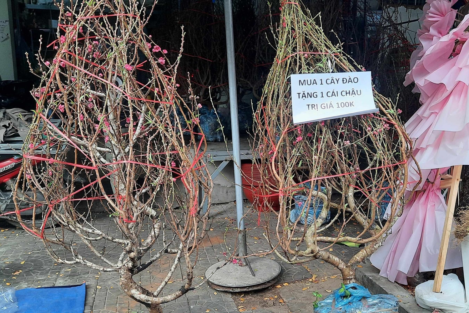 Hàng trăm loại hoa từ các tỉnh tập kết về TP. Hồ Chí Minh cùng khoe sắc dịp Tết Giáp Thìn 2024 -0