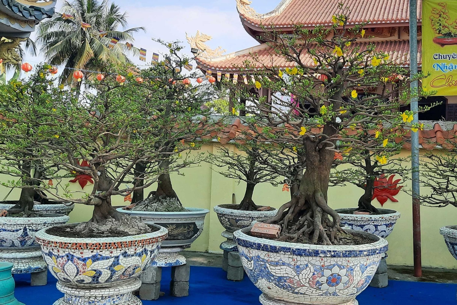 Hàng trăm loại hoa từ các tỉnh tập kết về TP. Hồ Chí Minh cùng khoe sắc dịp Tết Giáp Thìn 2024 -0