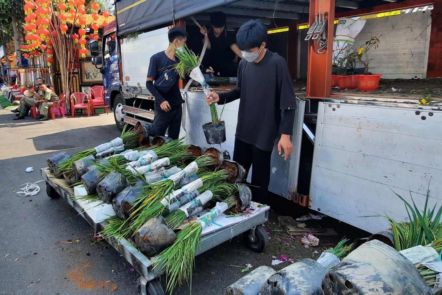 Hàng trăm loại hoa từ các tỉnh tập kết về TP. Hồ Chí Minh cùng khoe sắc dịp Tết Giáp Thìn 2024 -0