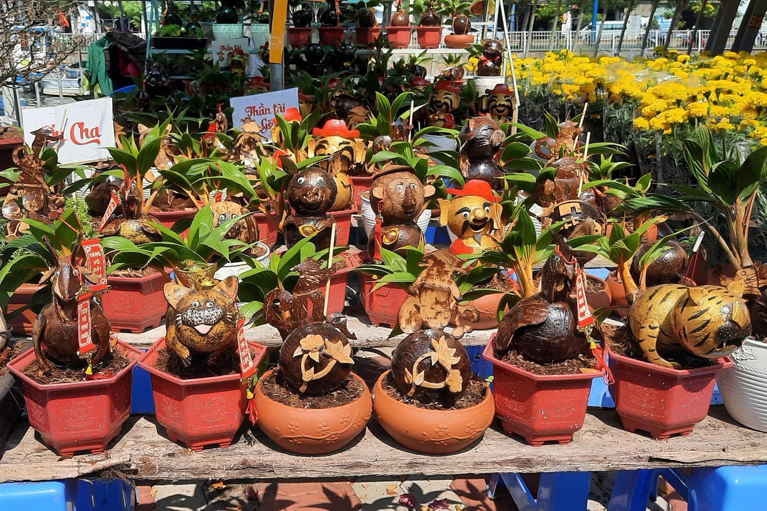 Hàng trăm loại hoa từ các tỉnh tập kết về TP. Hồ Chí Minh cùng khoe sắc dịp Tết Giáp Thìn 2024 -0