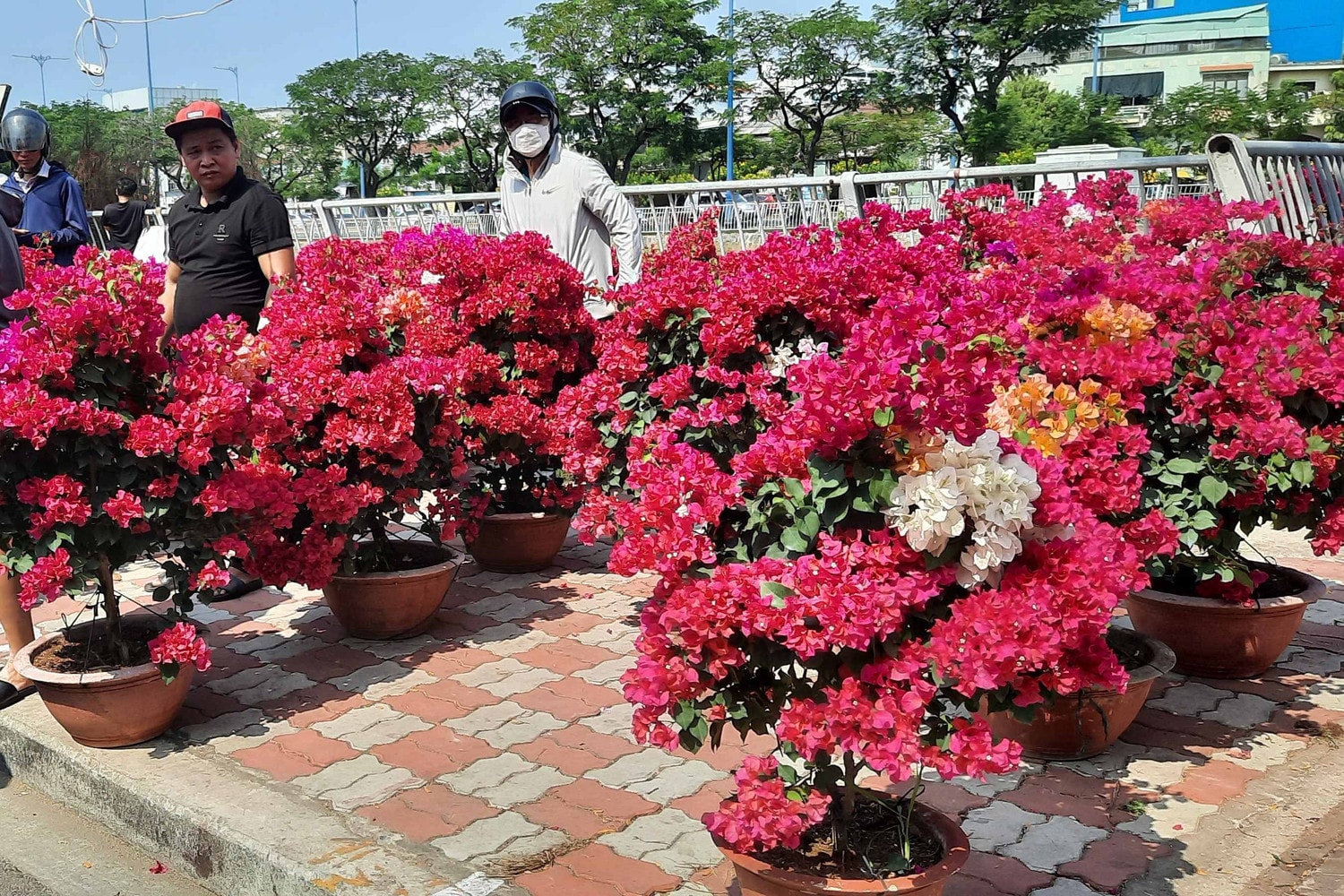 Hàng trăm loại hoa từ các tỉnh tập kết về TP. Hồ Chí Minh cùng khoe sắc dịp Tết Giáp Thìn 2024 -0