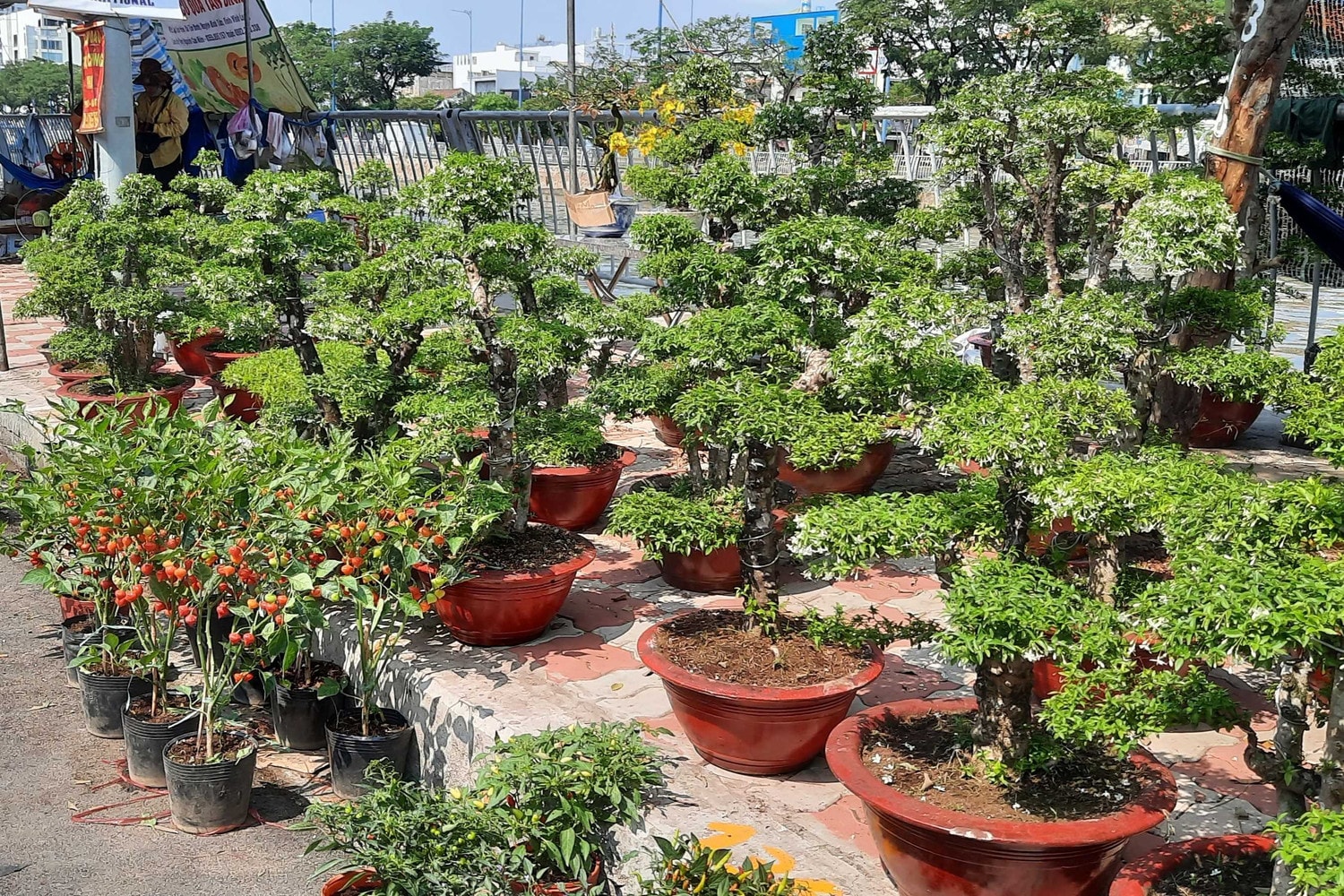 Hàng trăm loại hoa từ các tỉnh tập kết về TP. Hồ Chí Minh cùng khoe sắc dịp Tết Giáp Thìn 2024 -0