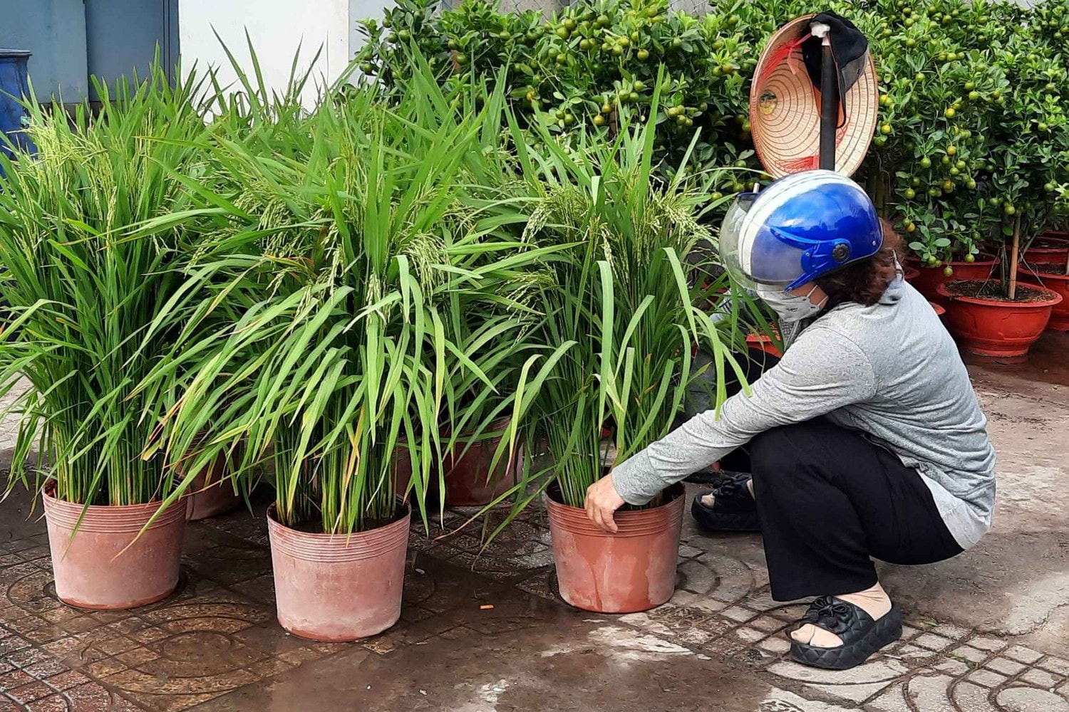 Hàng trăm loại hoa từ các tỉnh tập kết về TP. Hồ Chí Minh cùng khoe sắc dịp Tết Giáp Thìn 2024 -0
