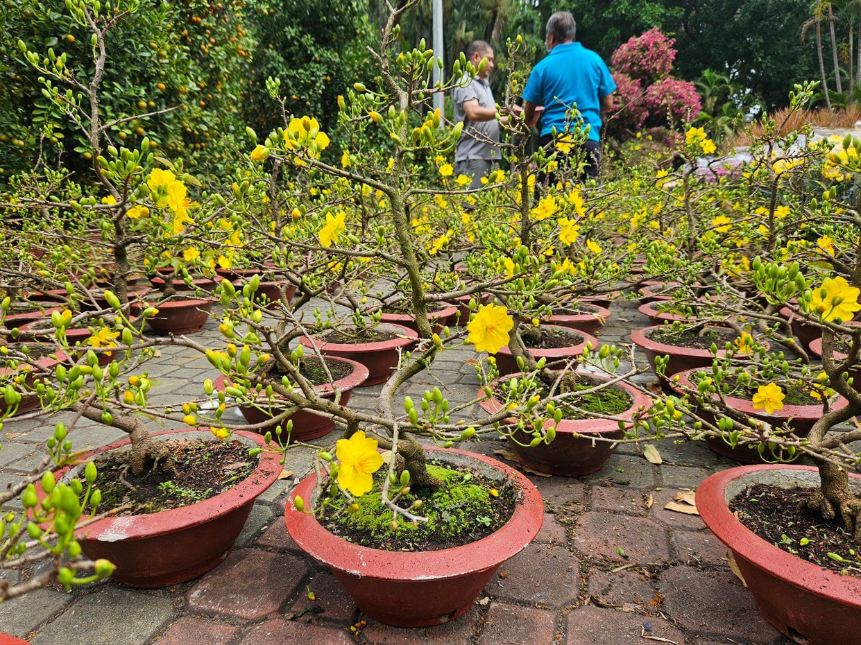 Các chậu mai nhỏ được chuyển từ Vĩnh Long lên Thành phố được thương lái chào bán với giá 350.000 đồng / 1 chậu