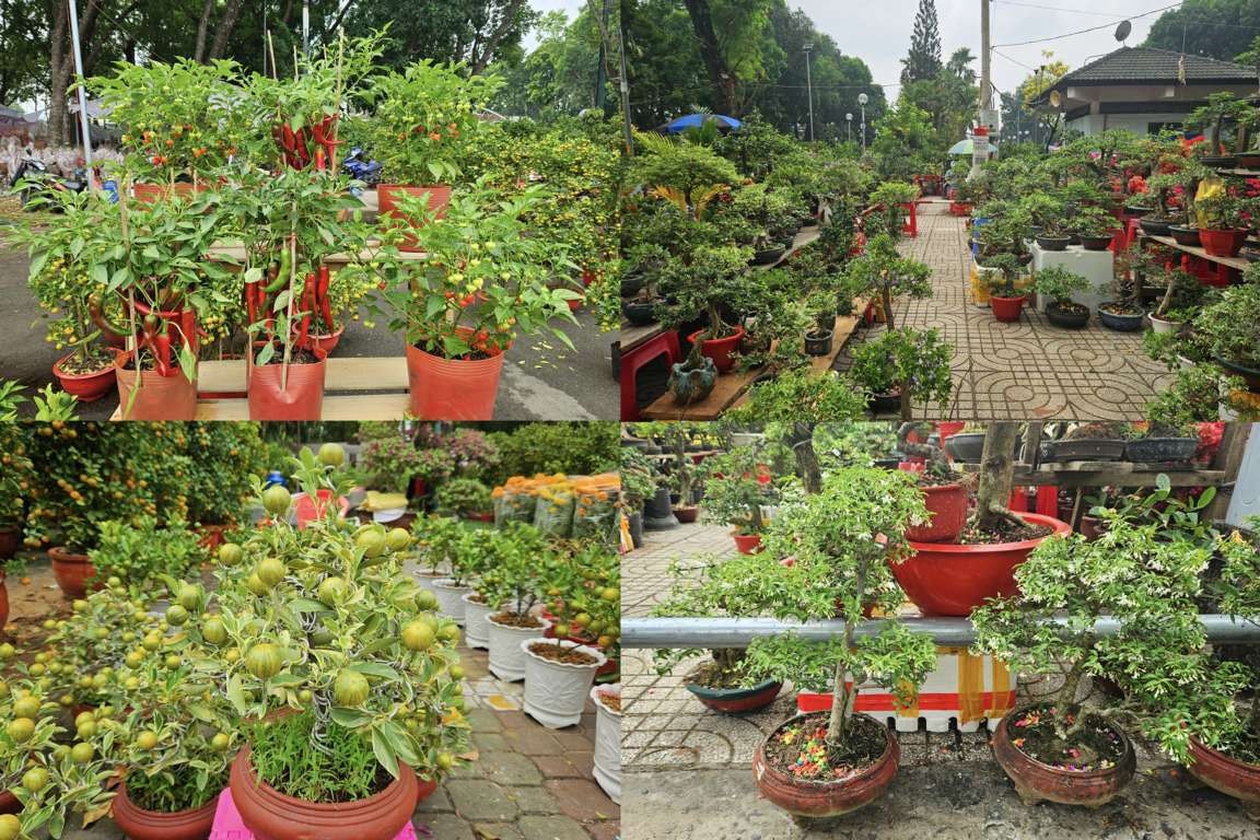 Nhộn nhịp hoa Tết từ các tỉnh trên cả nước đổ về TP. Hồ Chí Minh -1