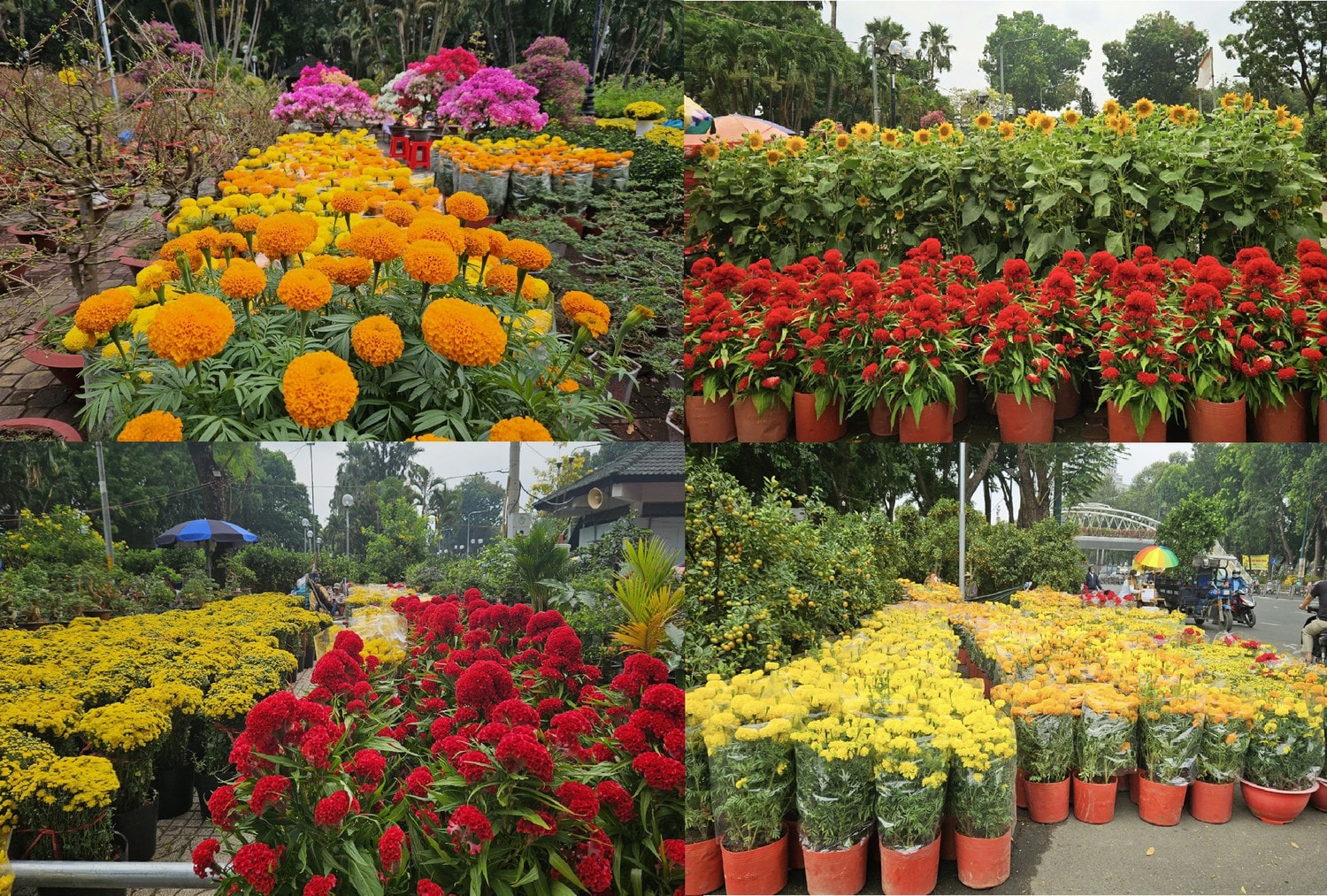 Hoa Tết tại TP. Hồ Chí Minh đa dạng với nhiều chủng loại đáp ứng mọi nhu cầu của người dân