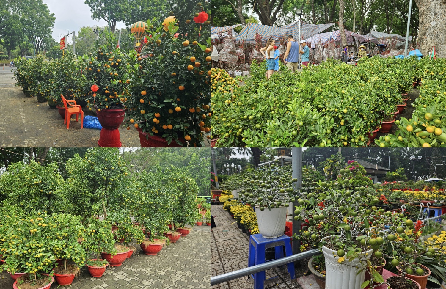 Quất cảnh, ngoài các dáng truyền thống, năm nay có nhiều lại quất được lai tạo, thiết kế tạo hình lạ mắt