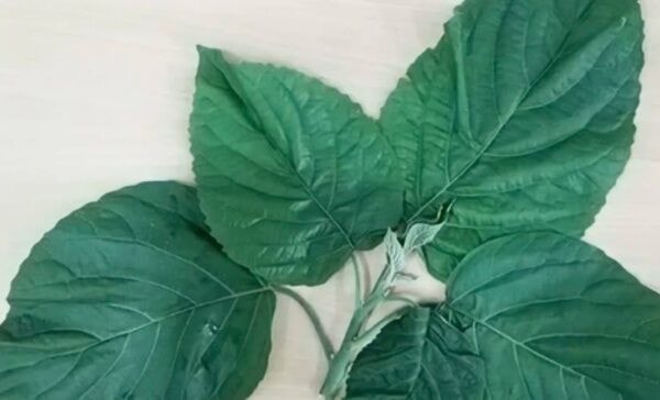 Nhập viện do ngộ độc, dị vật bã thức ăn những ngày cận Tết -0