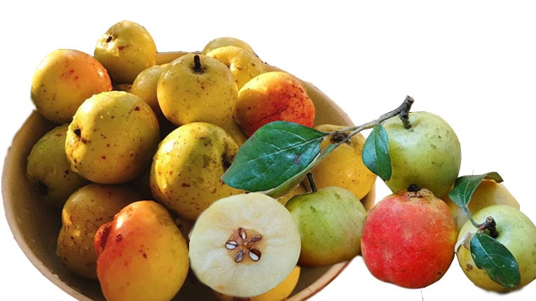 Cần lưu ý những gì khi ăn quả táo mèo -0
