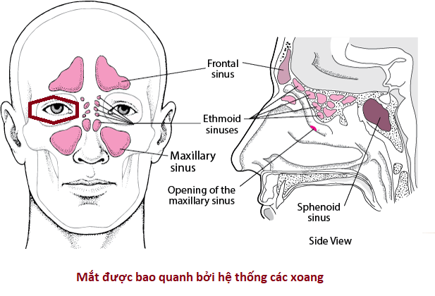 Tại sao viêm mũi xoang lại ảnh hưởng tới mắt -0