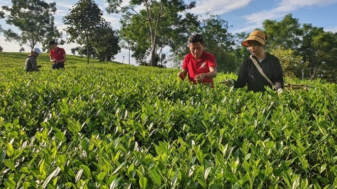 Đồi chè xanh hữu cơ Trung Long đạt tiêu chuẩn OCOP 4 sao phát triển từ nguồn vốn vay Agribank. Ảnh: Agribank