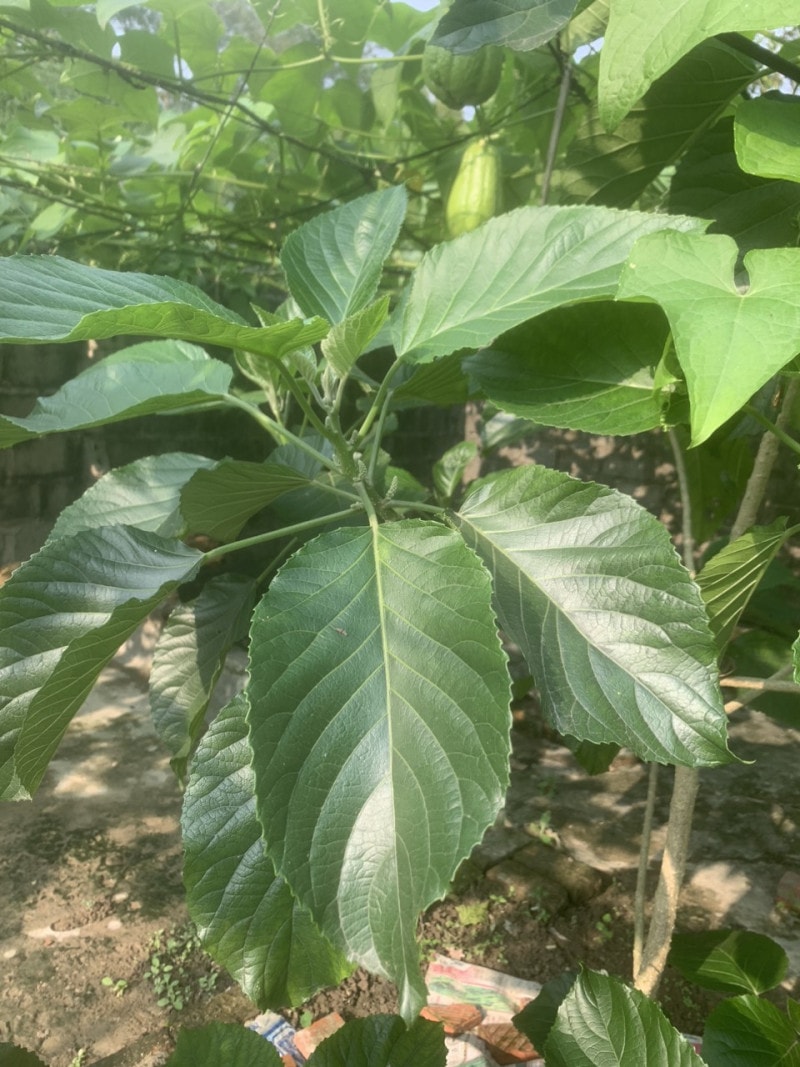 Tự ý chữa bệnh bằng lá lộc mai, người đàn ông nguy kịch -0