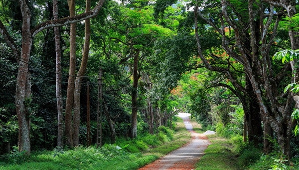 Phê duyệt Đề án phát triển giá trị đa dụng của hệ sinh thái rừng -0