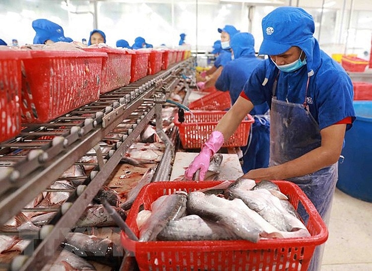 Năm 2024 xuất khẩu cá tra đặt mục tiêu 2 tỷ USD