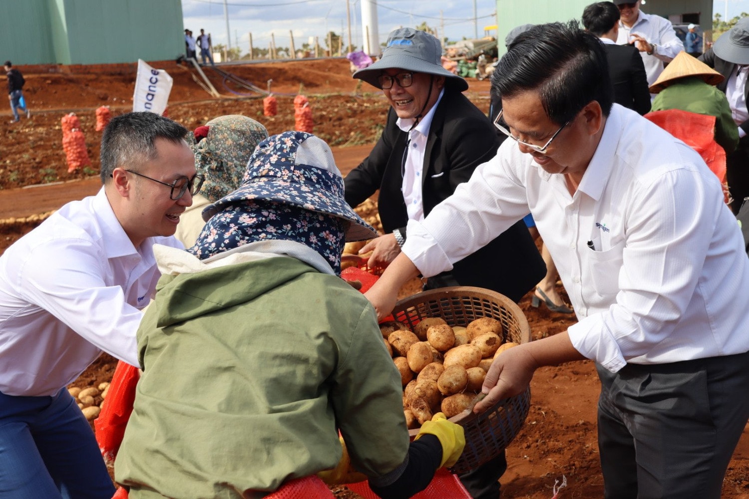Thành công của chuỗi sản xuất khoai tây khép kín ở Gia Lai -0